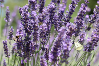 La lavanda. Conoscerla e curarla
