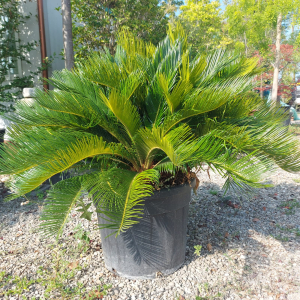 Cycas revoluta: Una stupenda pianta alla quale bisogna fare attenzione